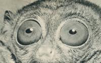 Freude (Delight) Freude (Delight)